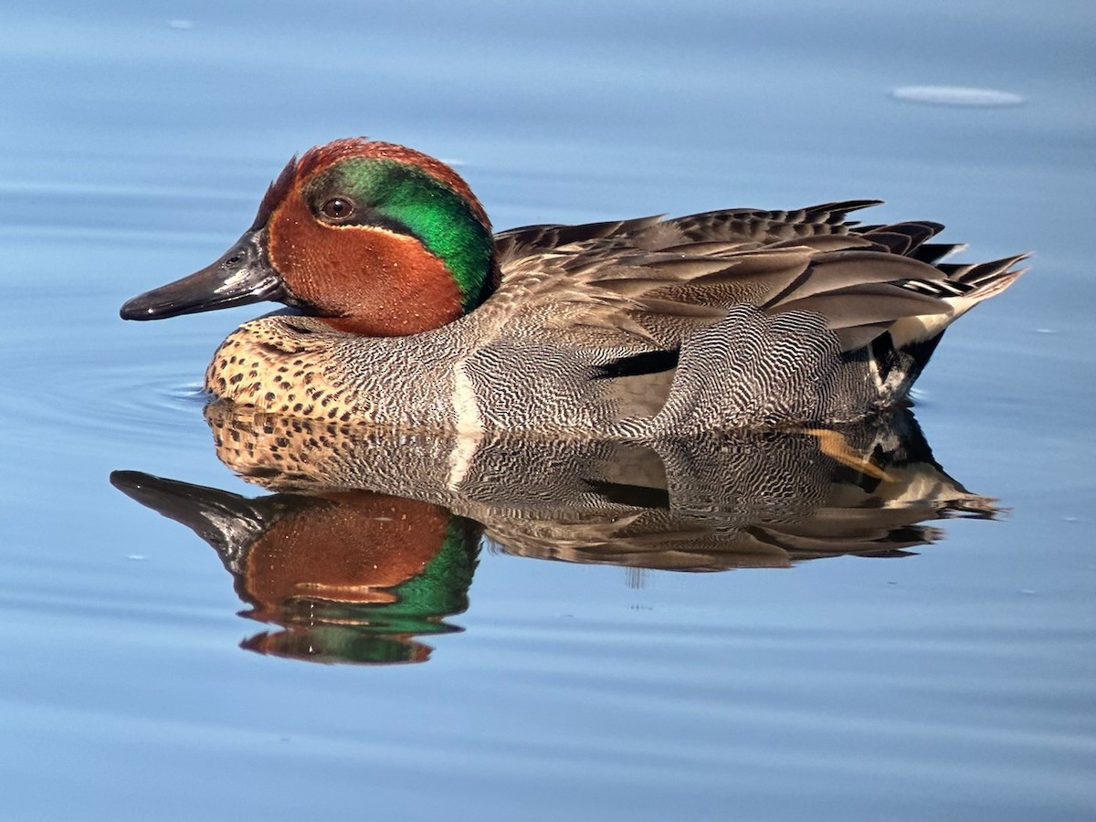 Green-winged Teal - ML617729286