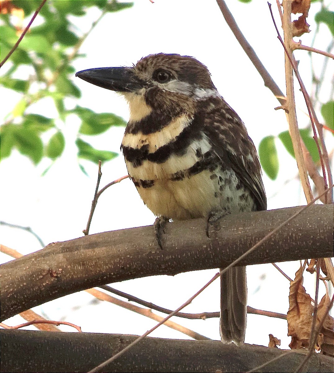 Two-banded Puffbird - ML617729317