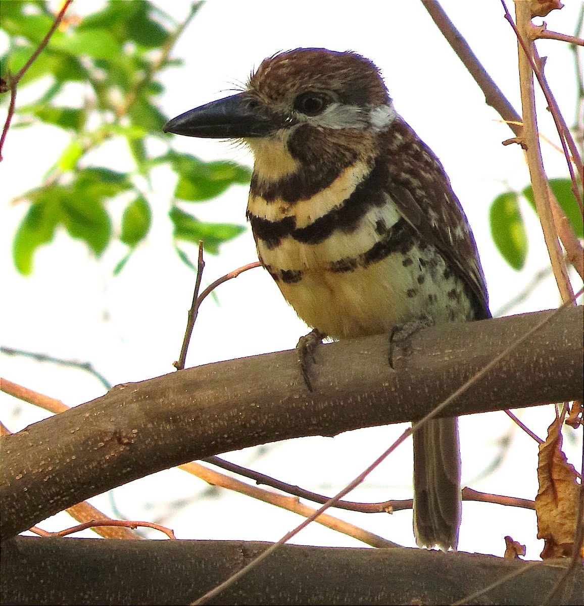 Two-banded Puffbird - ML617729318