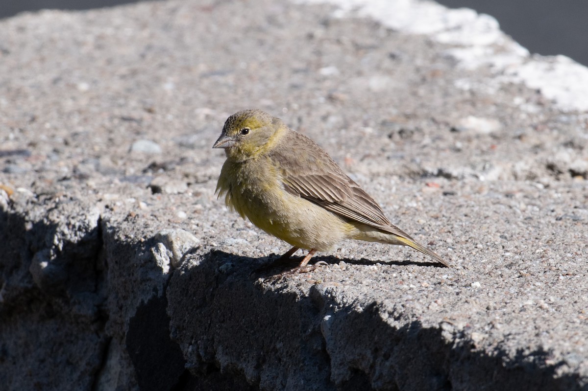 Greenish Yellow-Finch - John C. Mittermeier