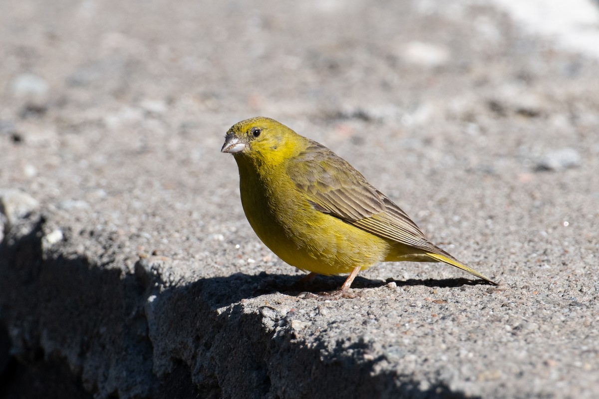 Greenish Yellow-Finch - ML617729369