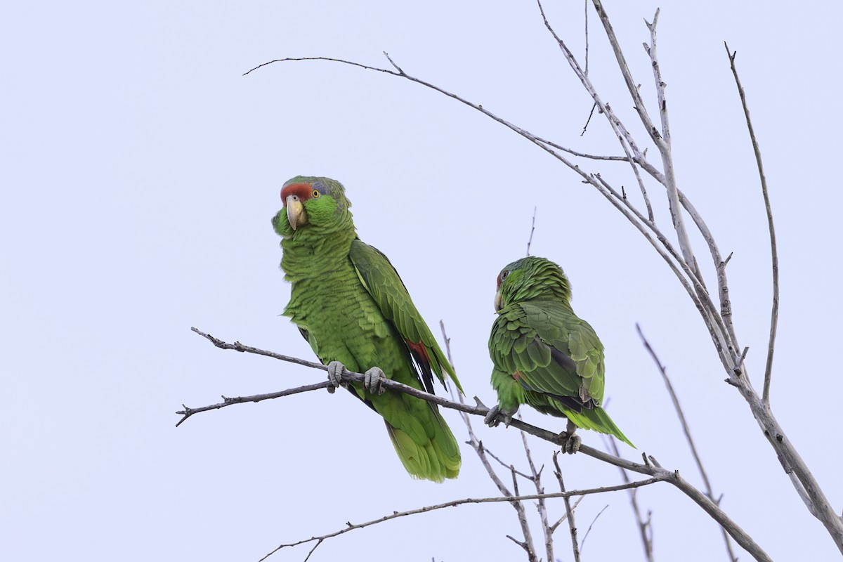 Lilac-crowned Parrot - ML617729390
