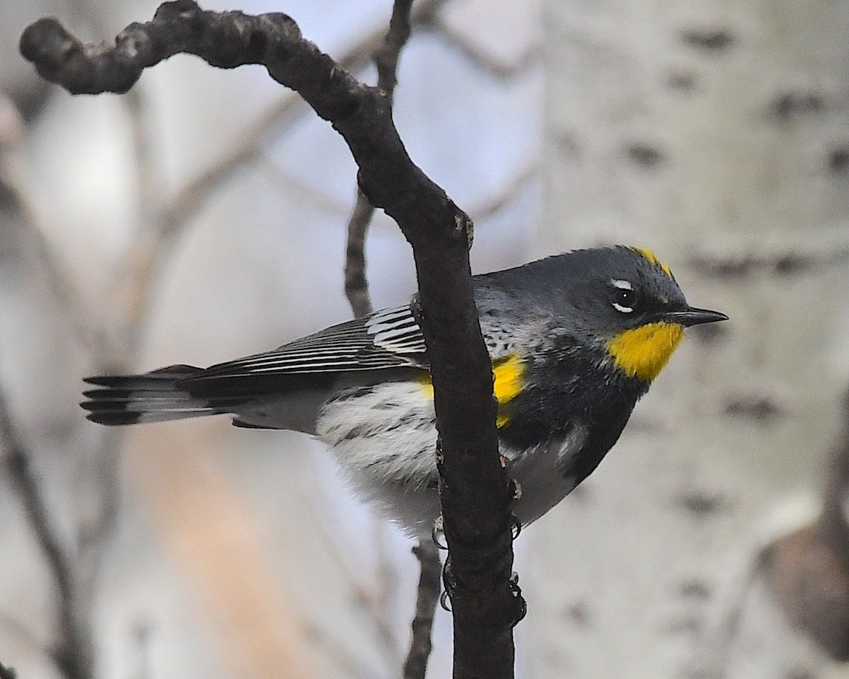 Yellow-rumped Warbler (Audubon's) - ML617729403