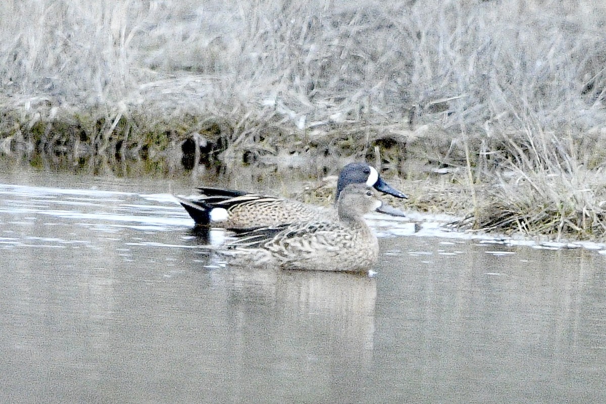 Blue-winged Teal - ML617729407