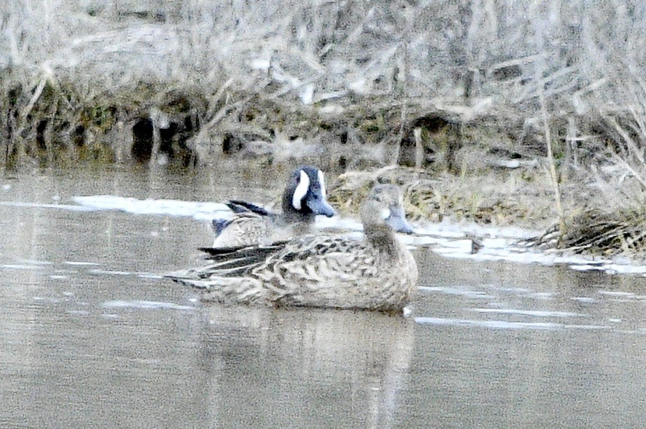 Blue-winged Teal - ML617729409