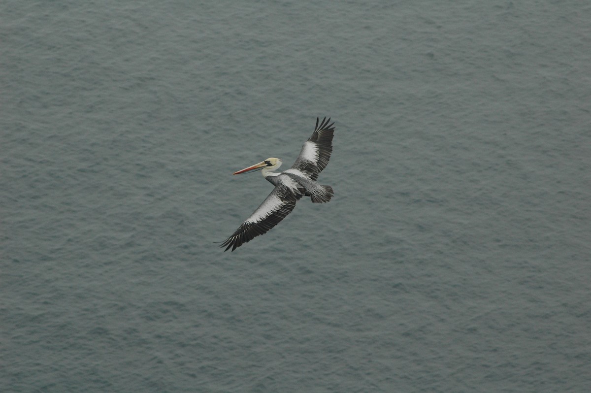 Peruvian Pelican - ML617729410