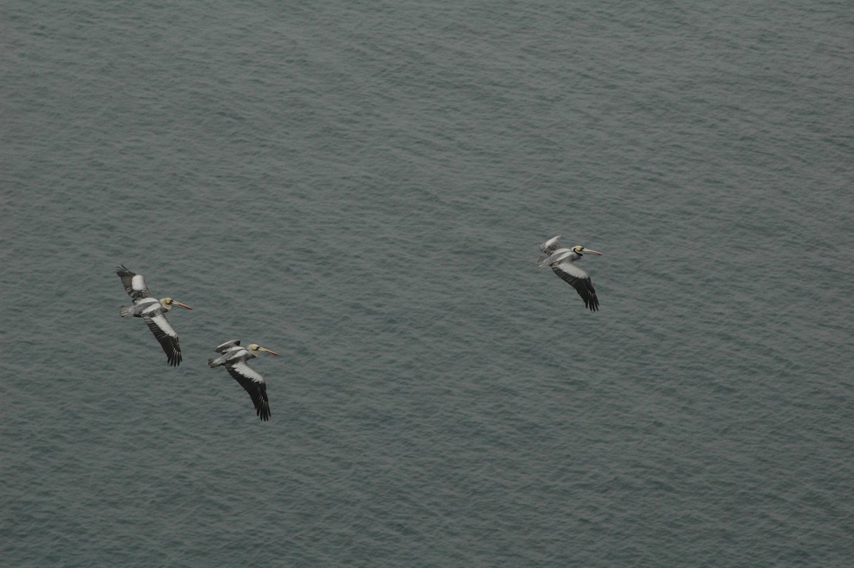 Peruvian Pelican - ML617729415