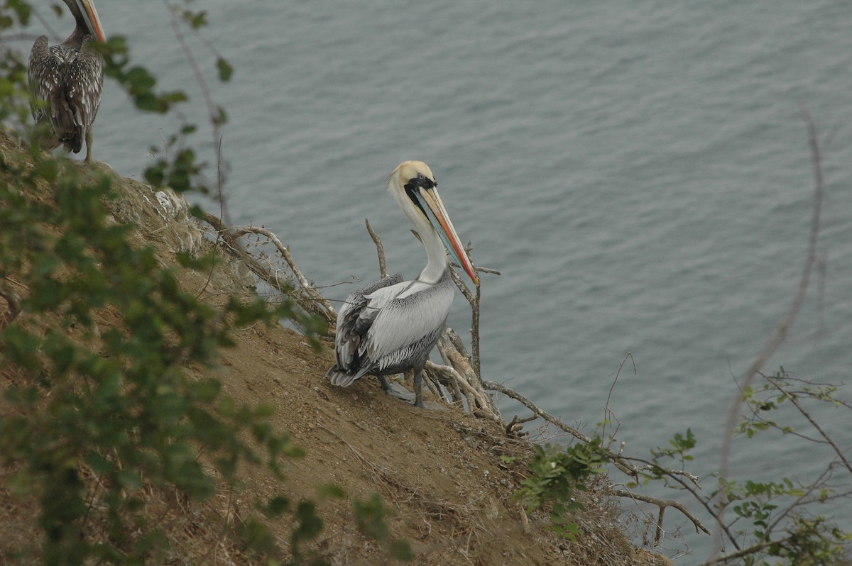 Peruvian Pelican - Francisco Sornoza