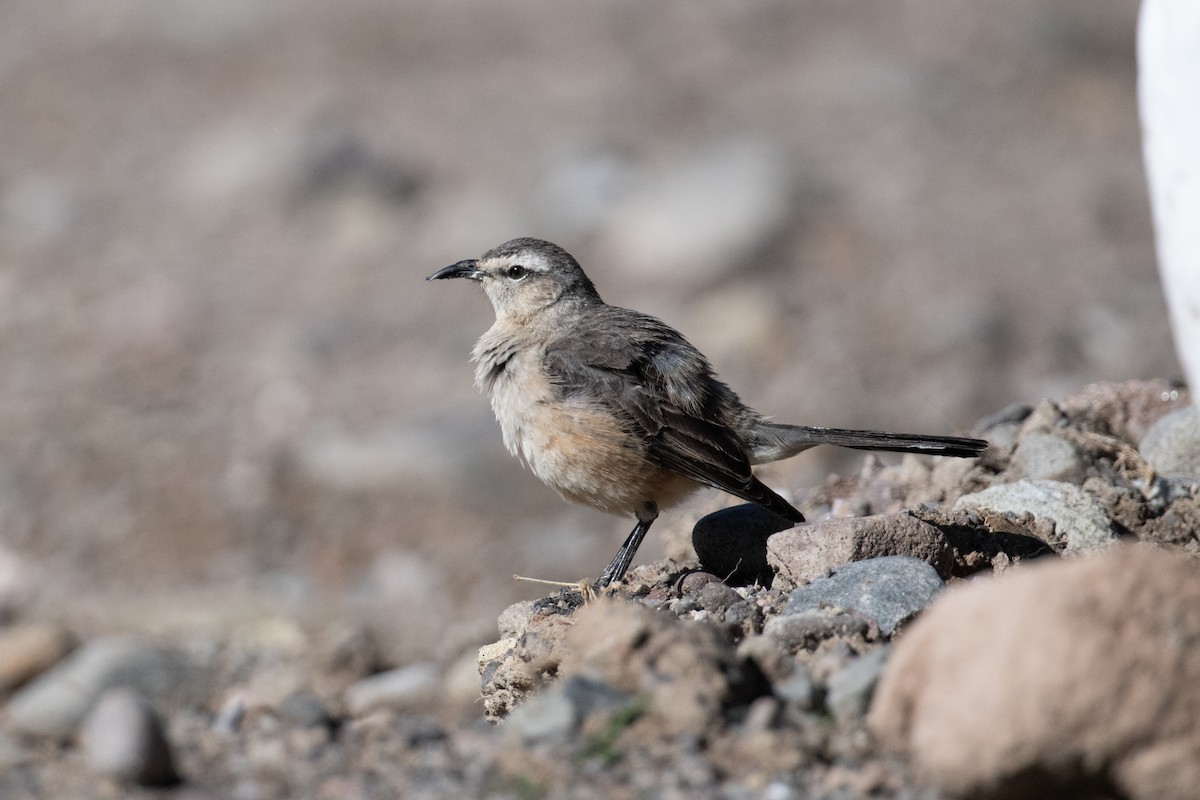 Patagonian Mockingbird - John C. Mittermeier