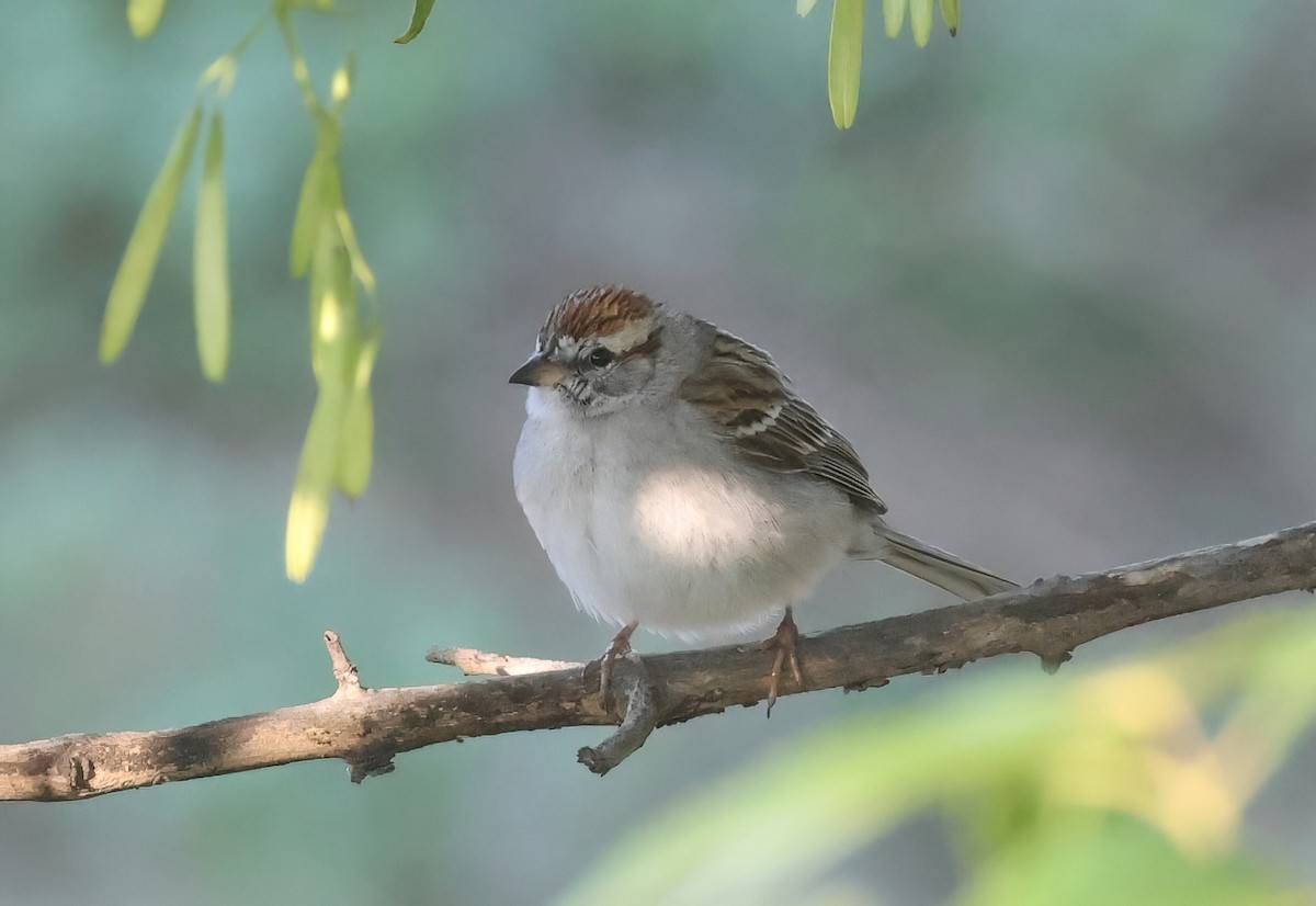 Chipping Sparrow - Matthew Grube