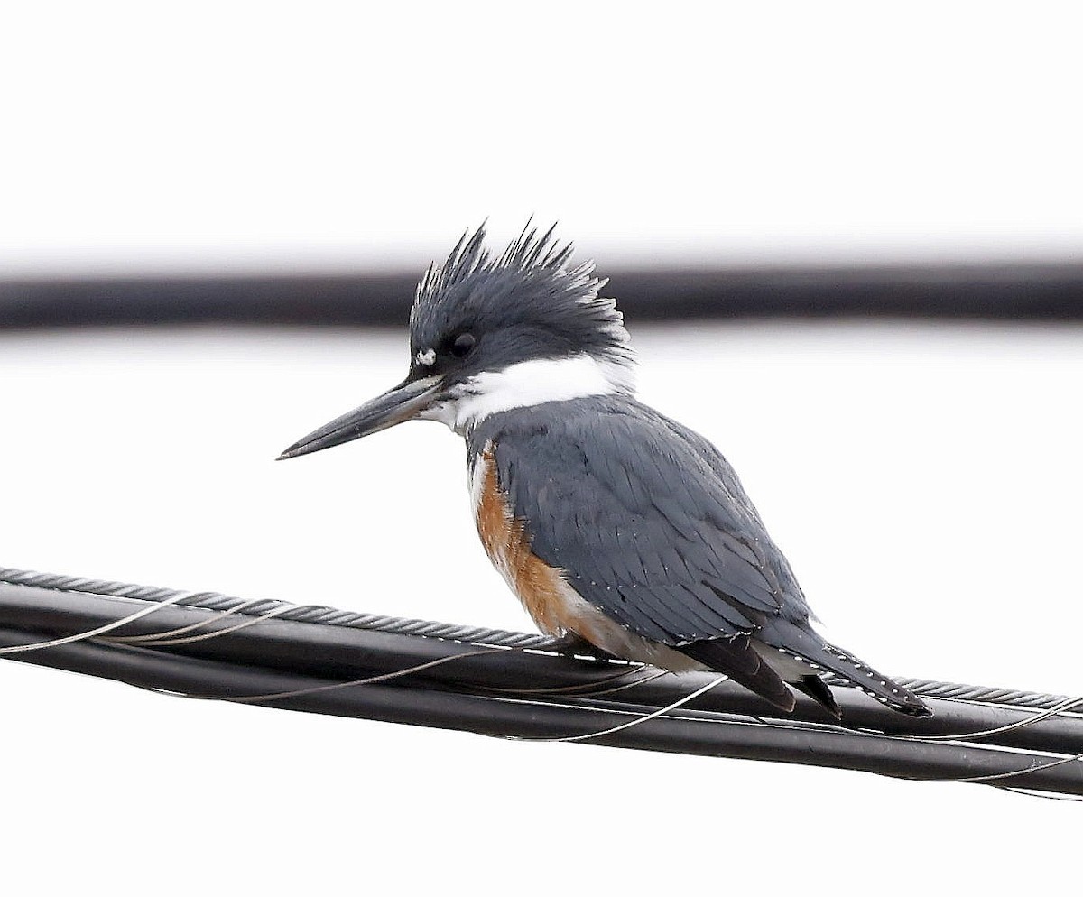 Belted Kingfisher - ML617729509