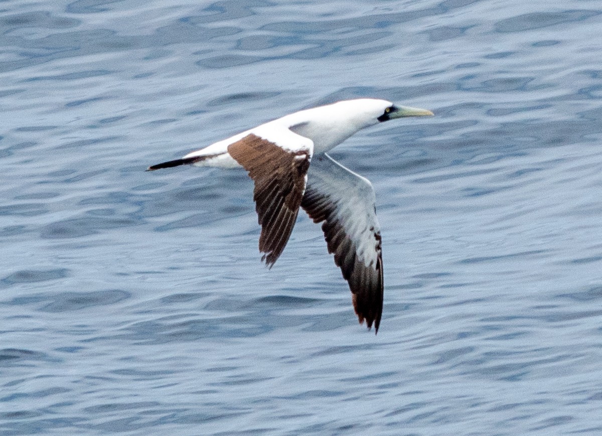 Masked Booby - ML617729532