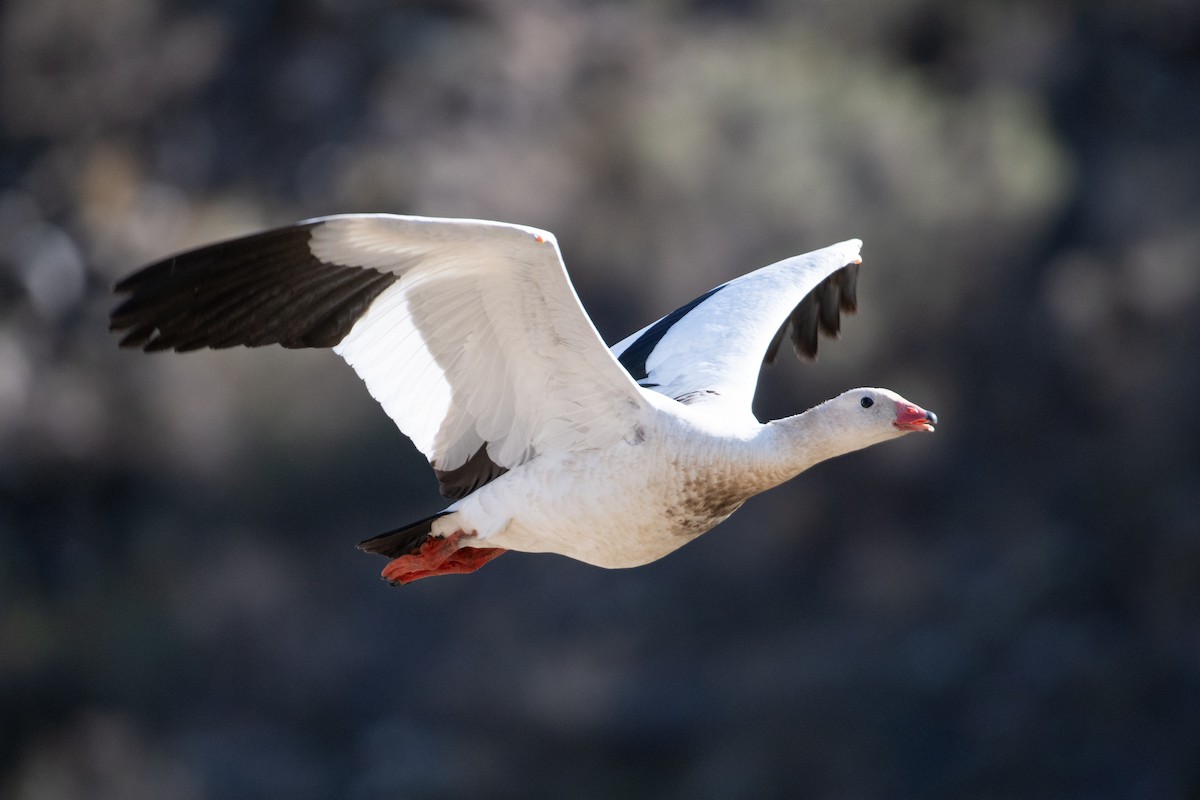Andean Goose - ML617729545