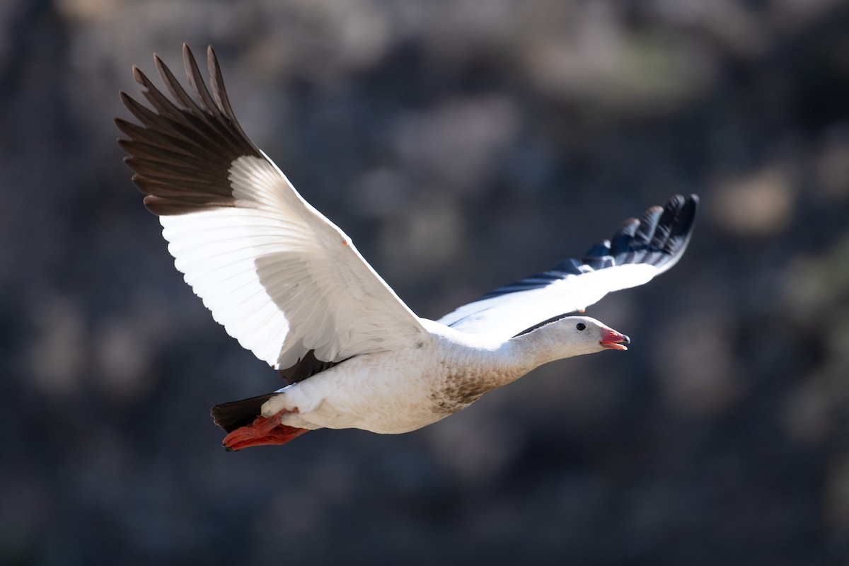 Andean Goose - ML617729546