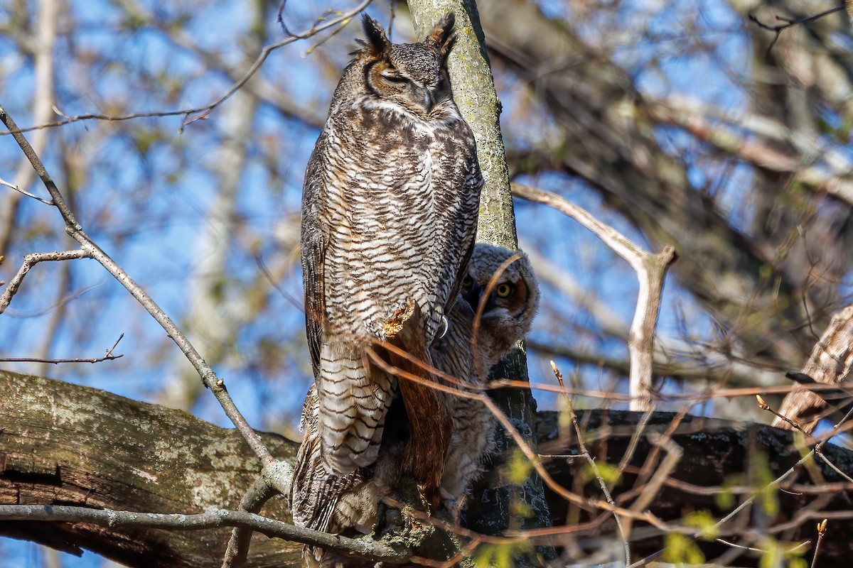 Great Horned Owl - ML617729549