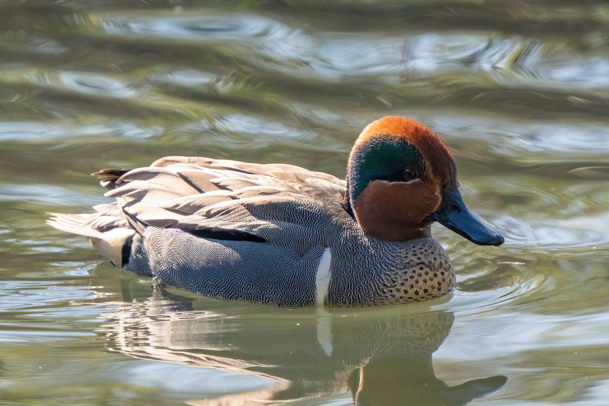 Green-winged Teal - ML617729600