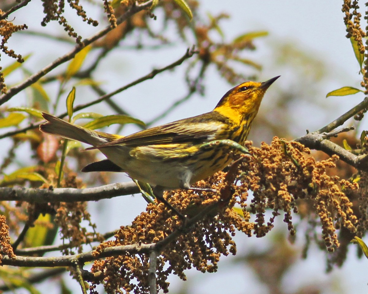 Cape May Warbler - ML617729634