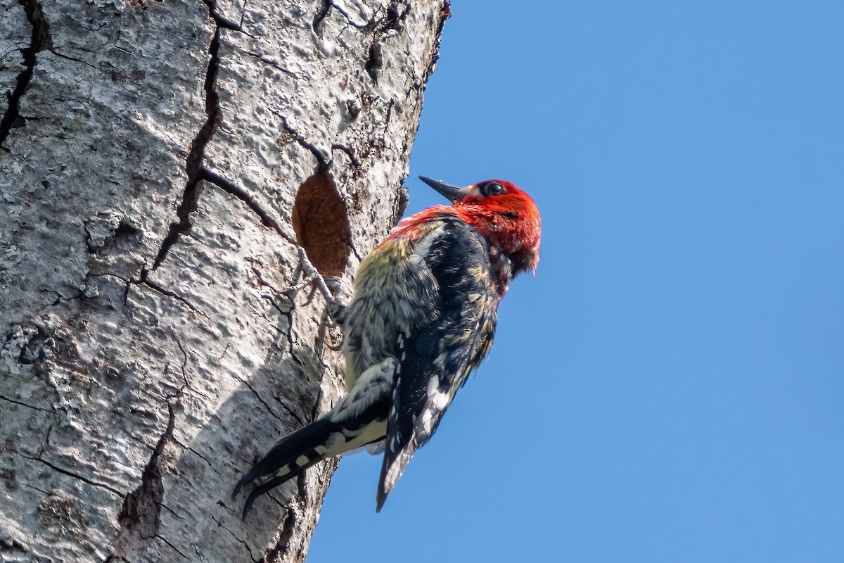 Red-breasted Sapsucker - ML617729637