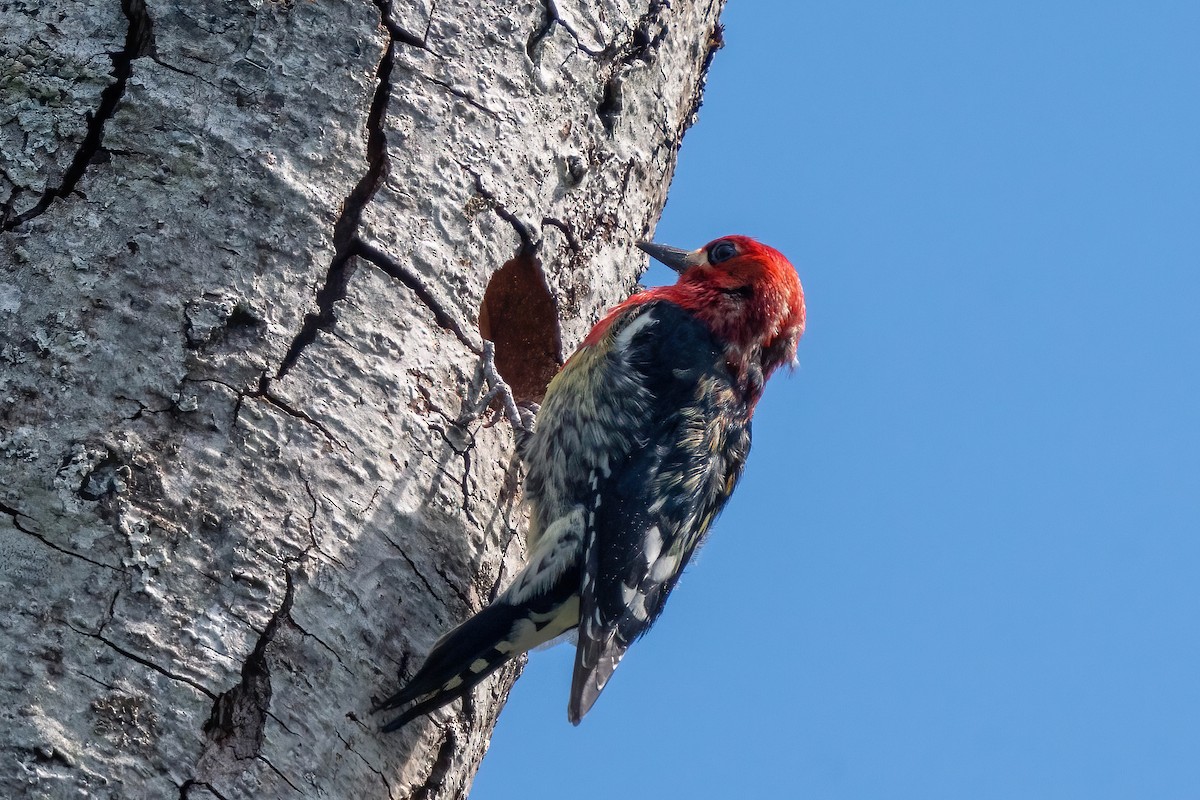 Red-breasted Sapsucker - ML617729638