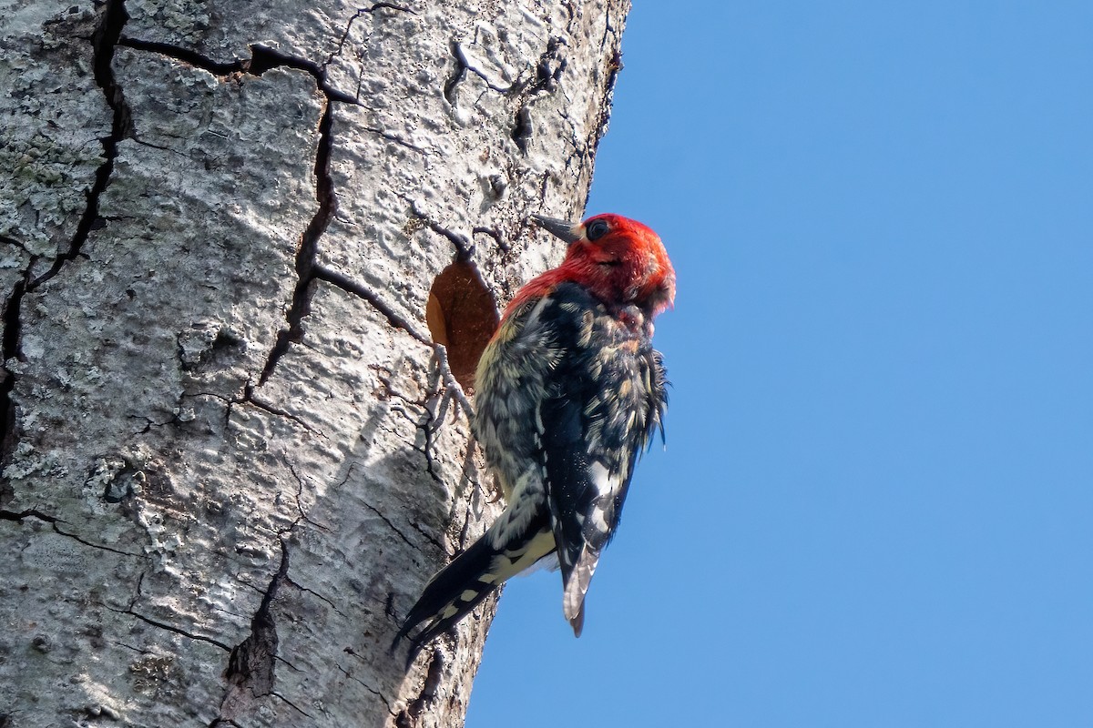 Red-breasted Sapsucker - ML617729639