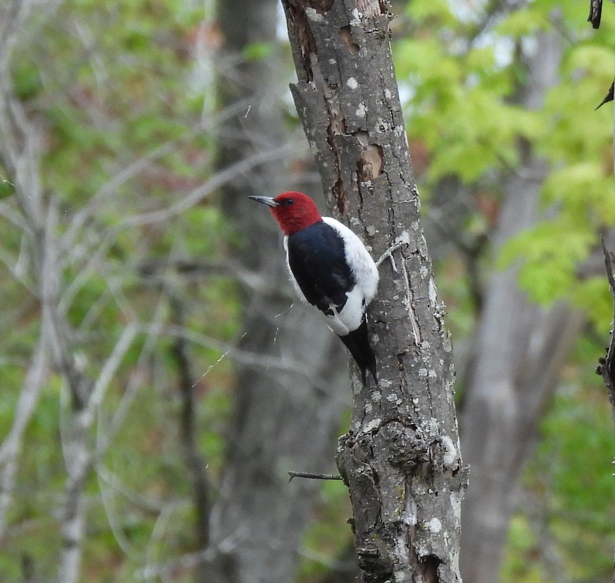 Red-headed Woodpecker - ML617729644