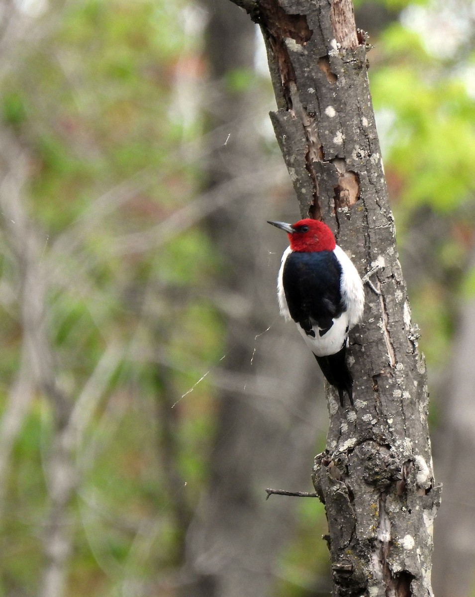 Red-headed Woodpecker - ML617729645