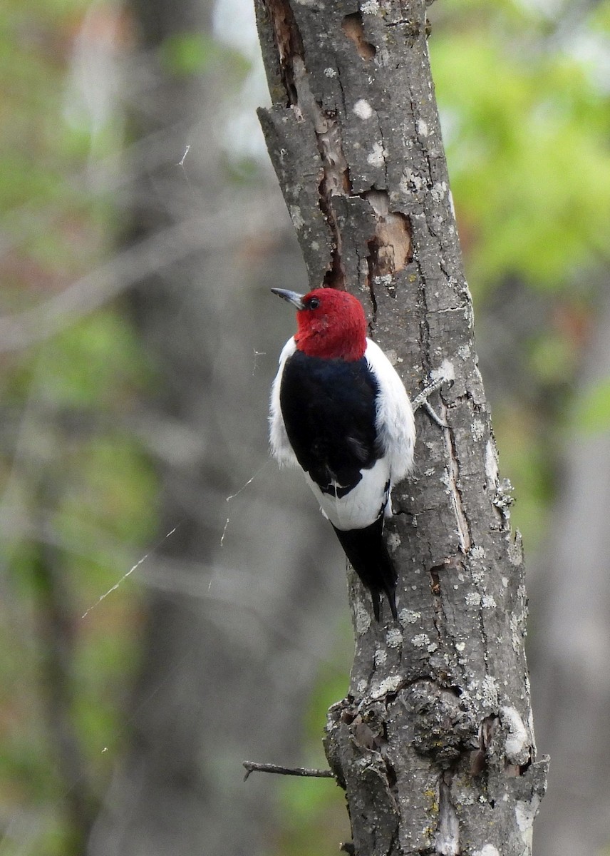 Red-headed Woodpecker - ML617729647