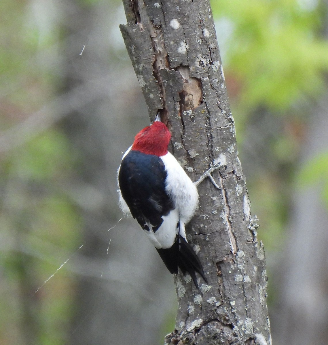 Red-headed Woodpecker - ML617729648