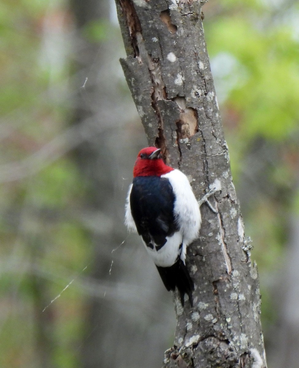 Red-headed Woodpecker - ML617729649