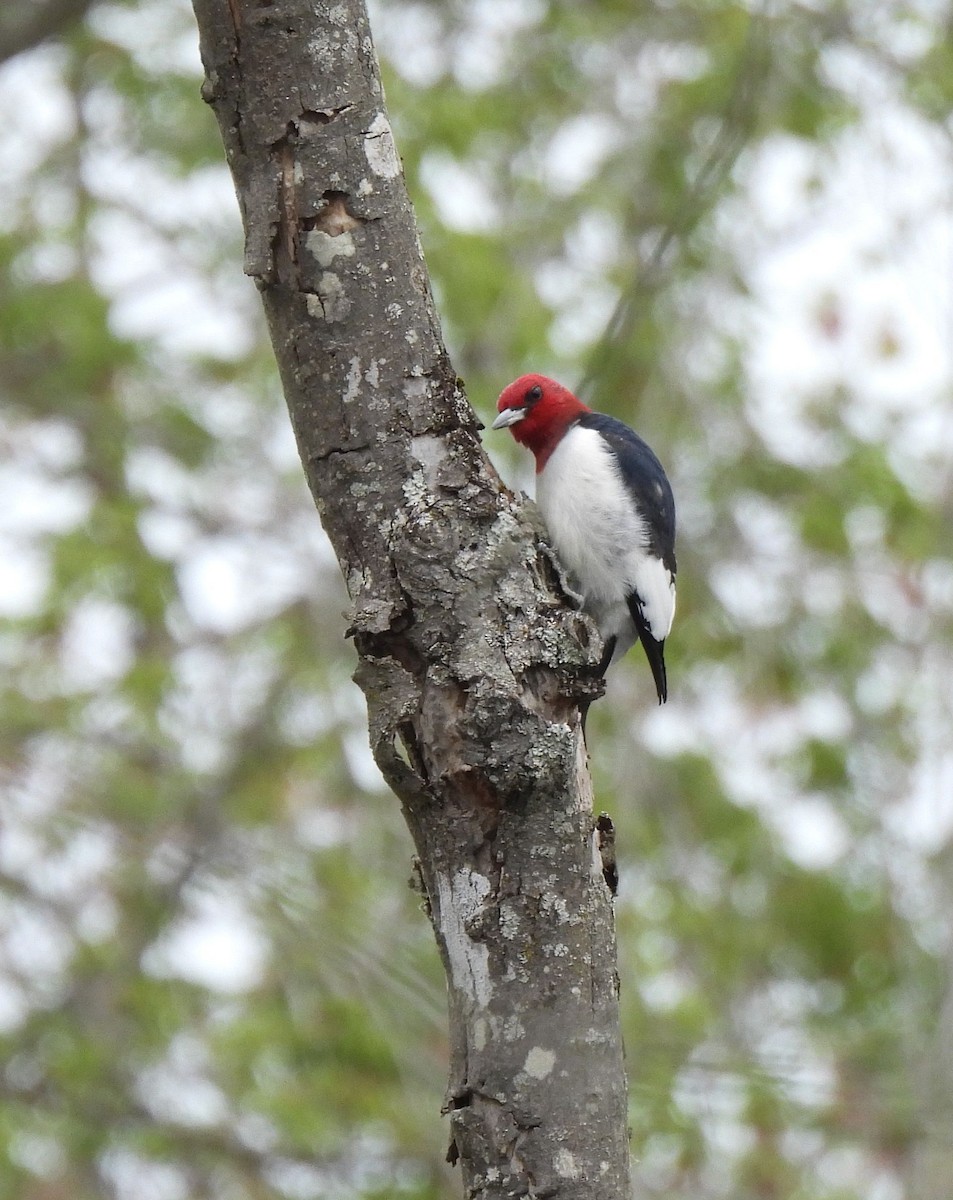 Red-headed Woodpecker - ML617729651