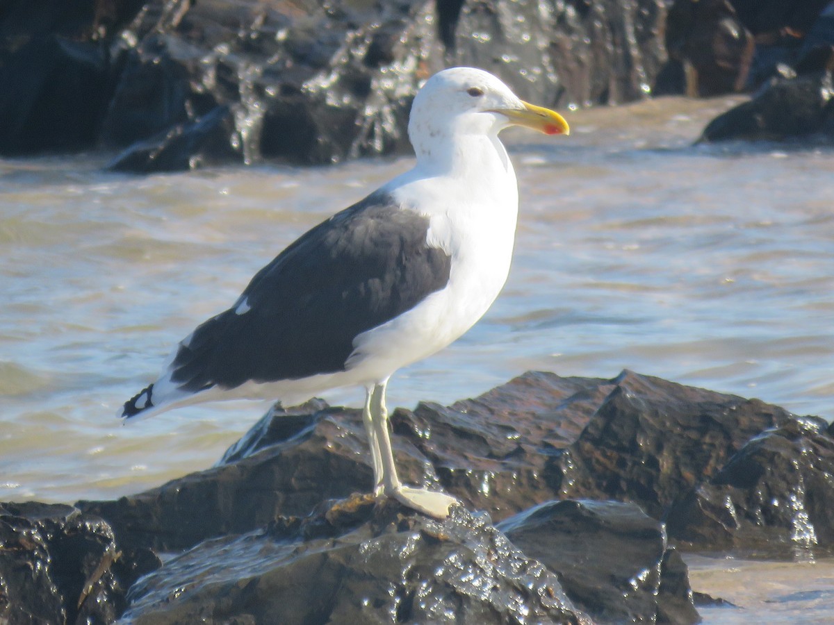 Kelp Gull (vetula) - ML617729654