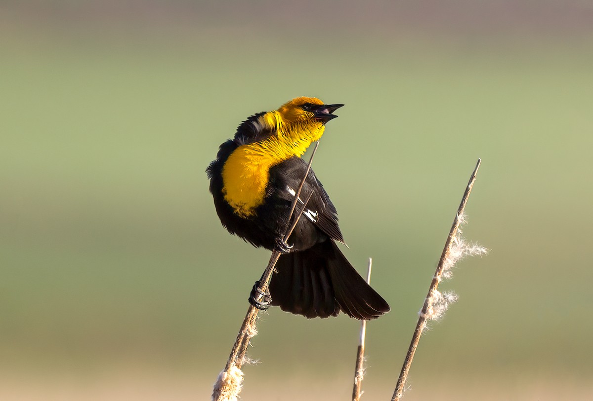 Yellow-headed Blackbird - ML617729656