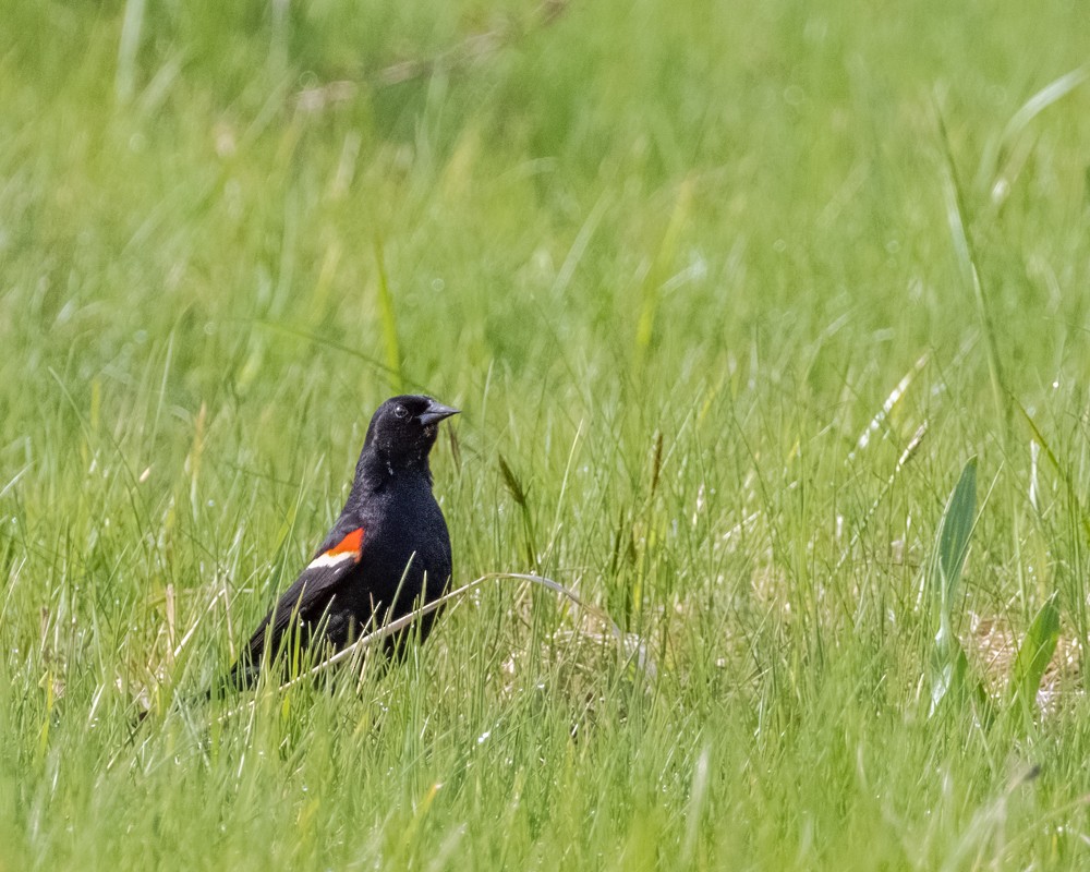 Red-winged Blackbird - ML617729711