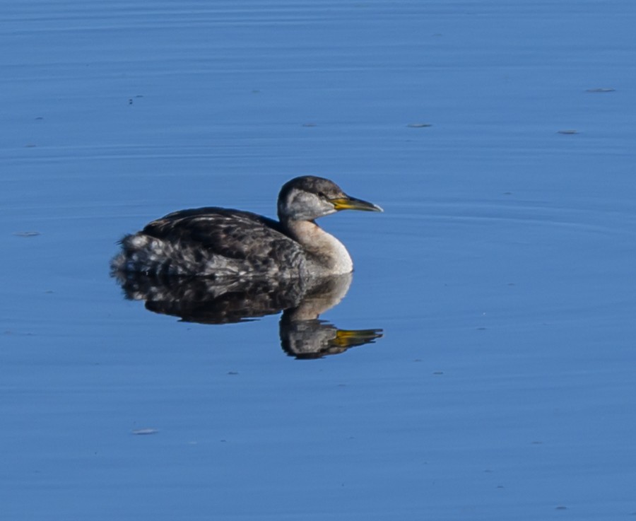 Red-necked Grebe - ML617729755