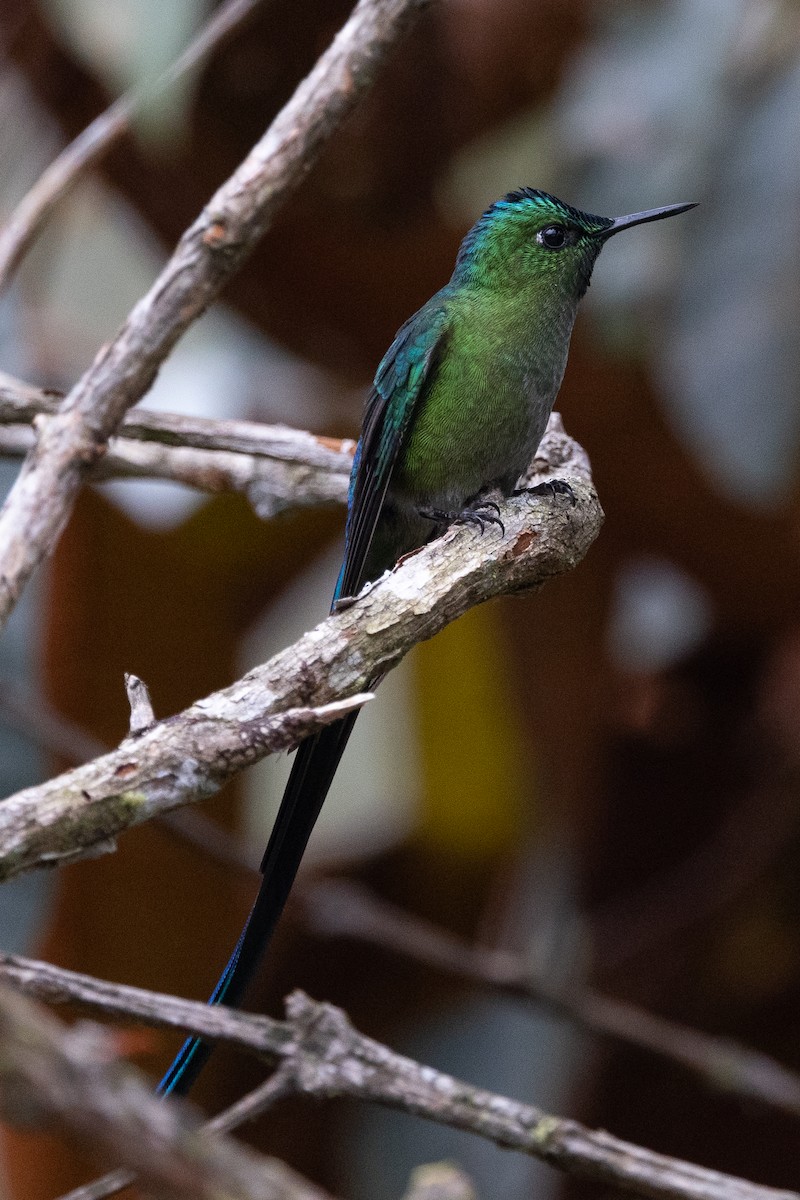 Long-tailed Sylph - ML617729772