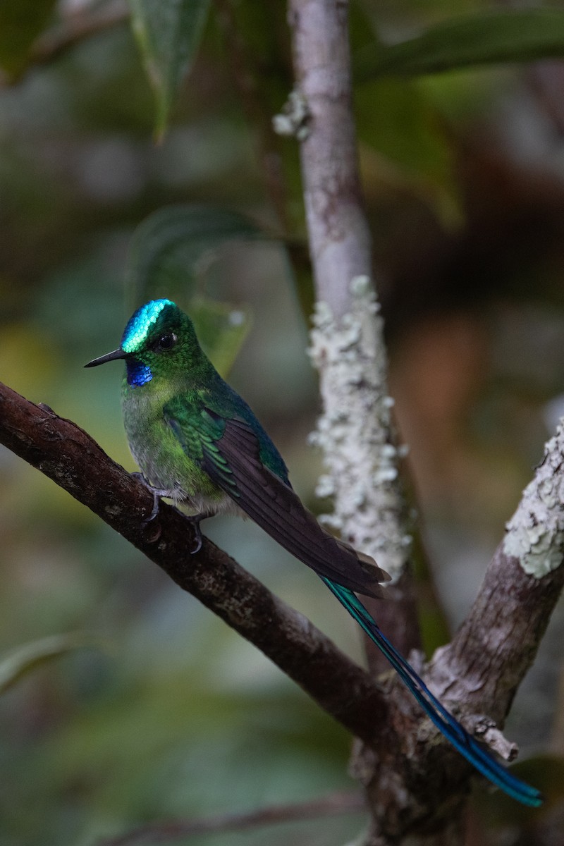Long-tailed Sylph - ML617729774