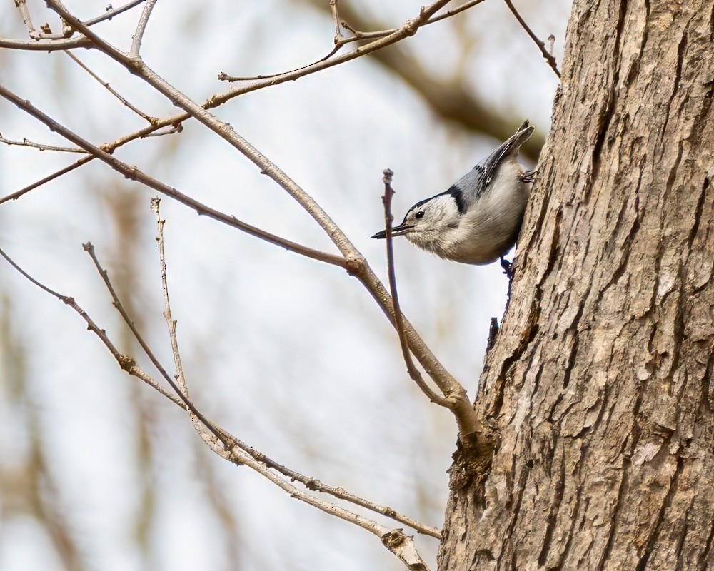 White-breasted Nuthatch - ML617729775