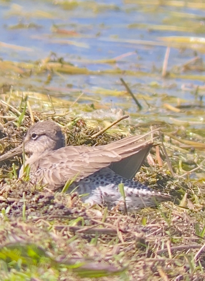 Long-billed Dowitcher - ML617729827
