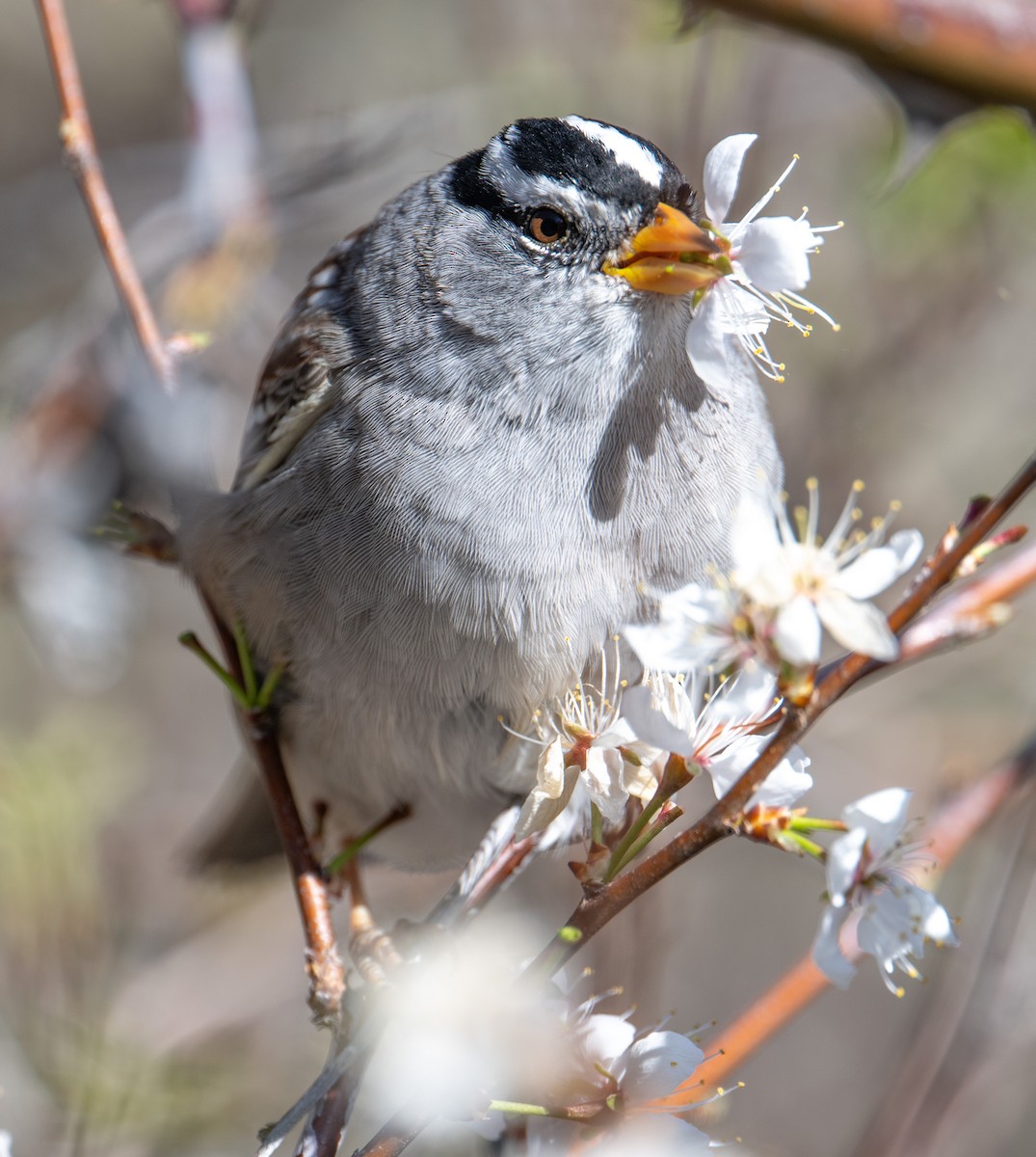 White-crowned Sparrow - ML617729870