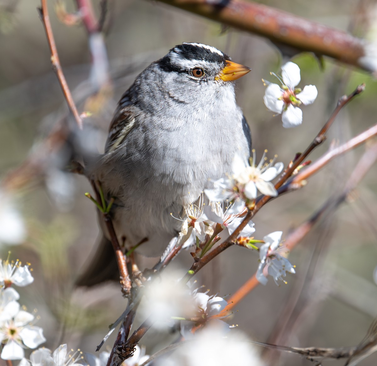 White-crowned Sparrow - ML617729871