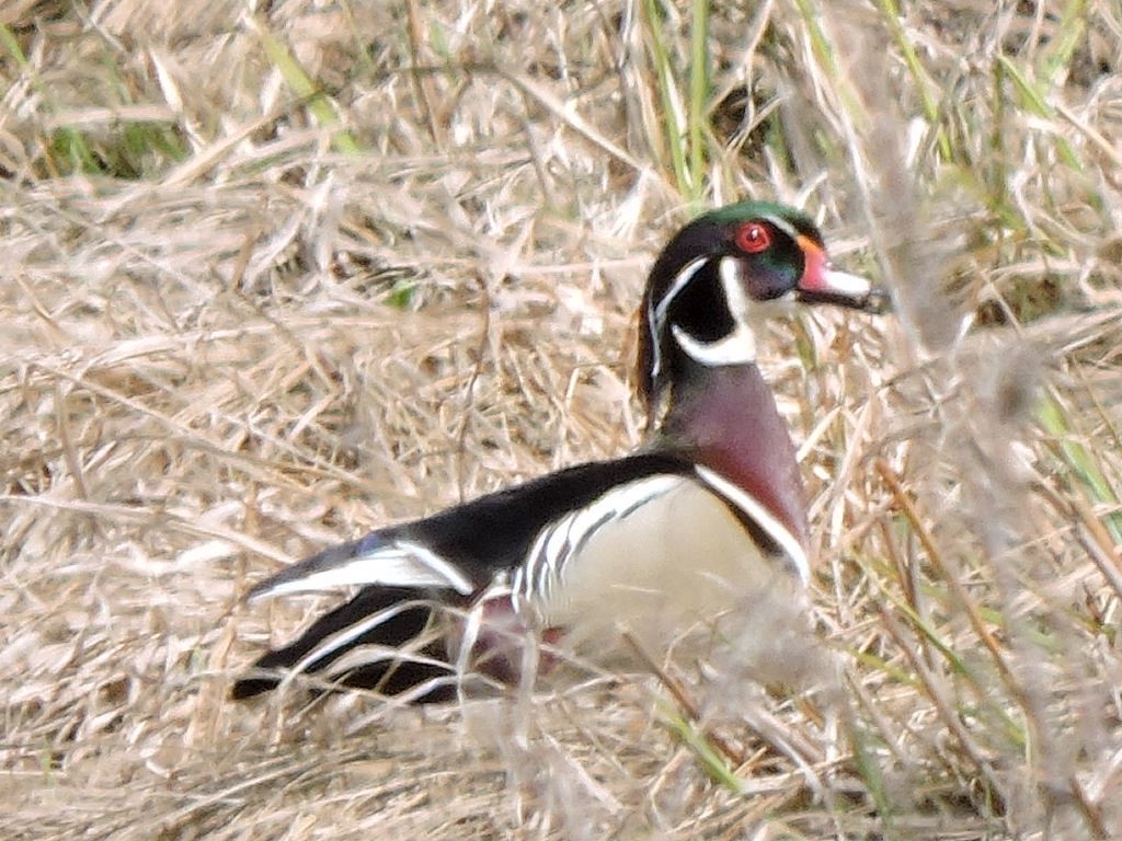 Wood Duck - Alan Schned
