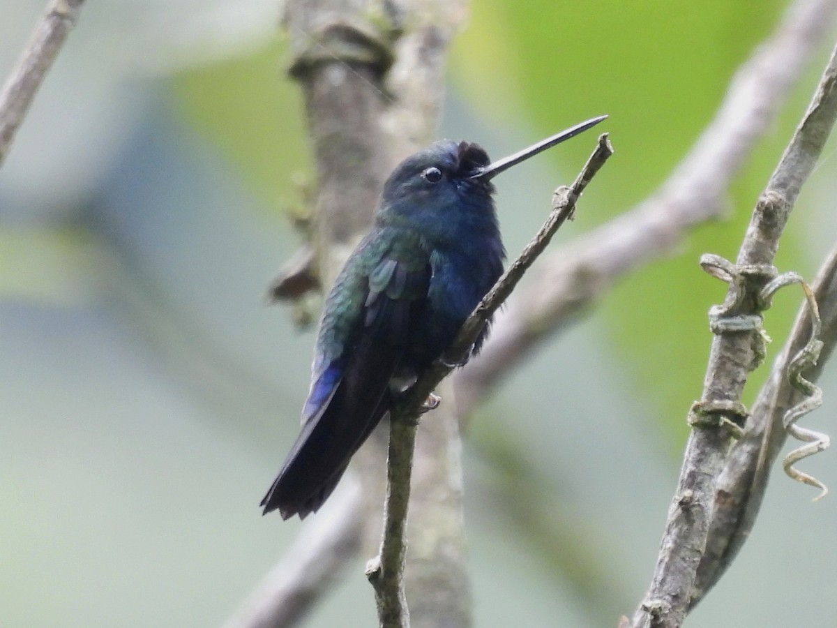 kolibřík modročelý - ML617729936