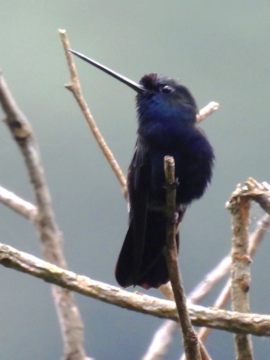 kolibřík modročelý - ML617729937
