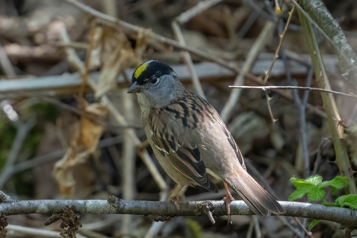 Golden-crowned Sparrow - ML617729967