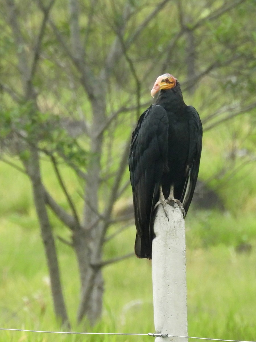 Greater Yellow-headed Vulture - ML617729976