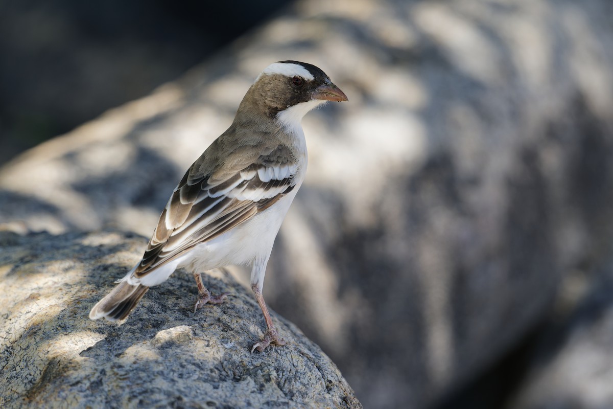 White-browed Sparrow-Weaver - ML617729988