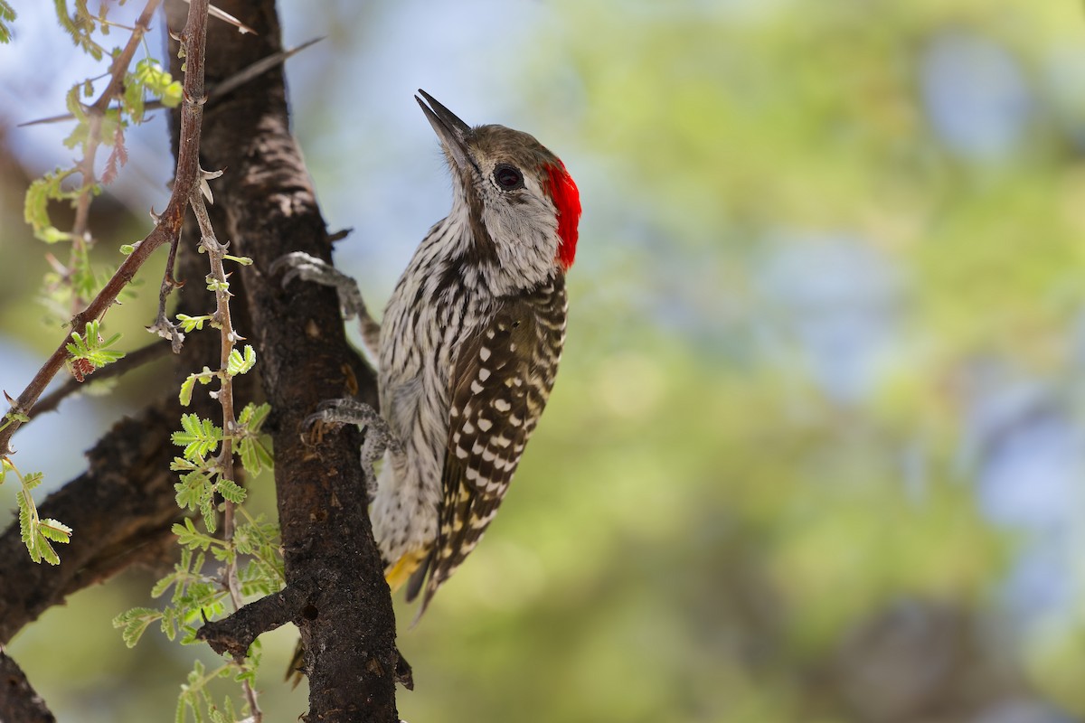 Cardinal Woodpecker - ML617730000
