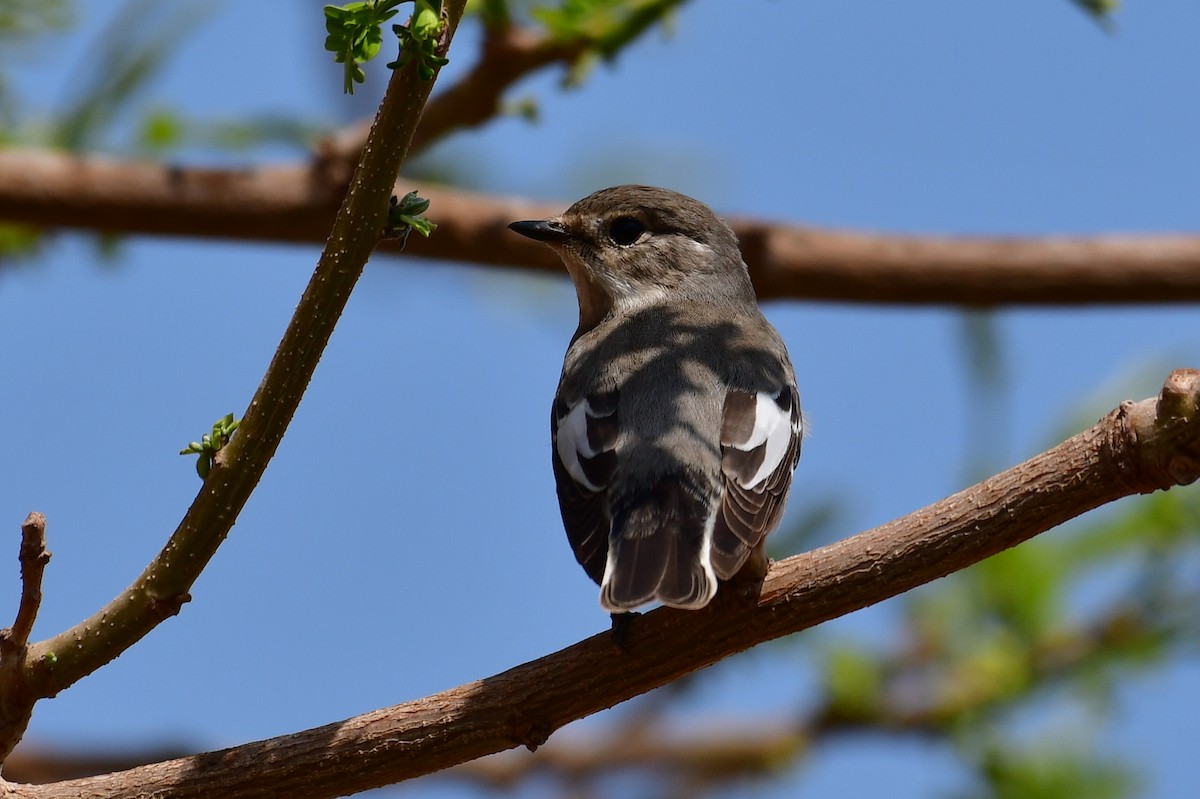 Collared Flycatcher - Watter AlBahry