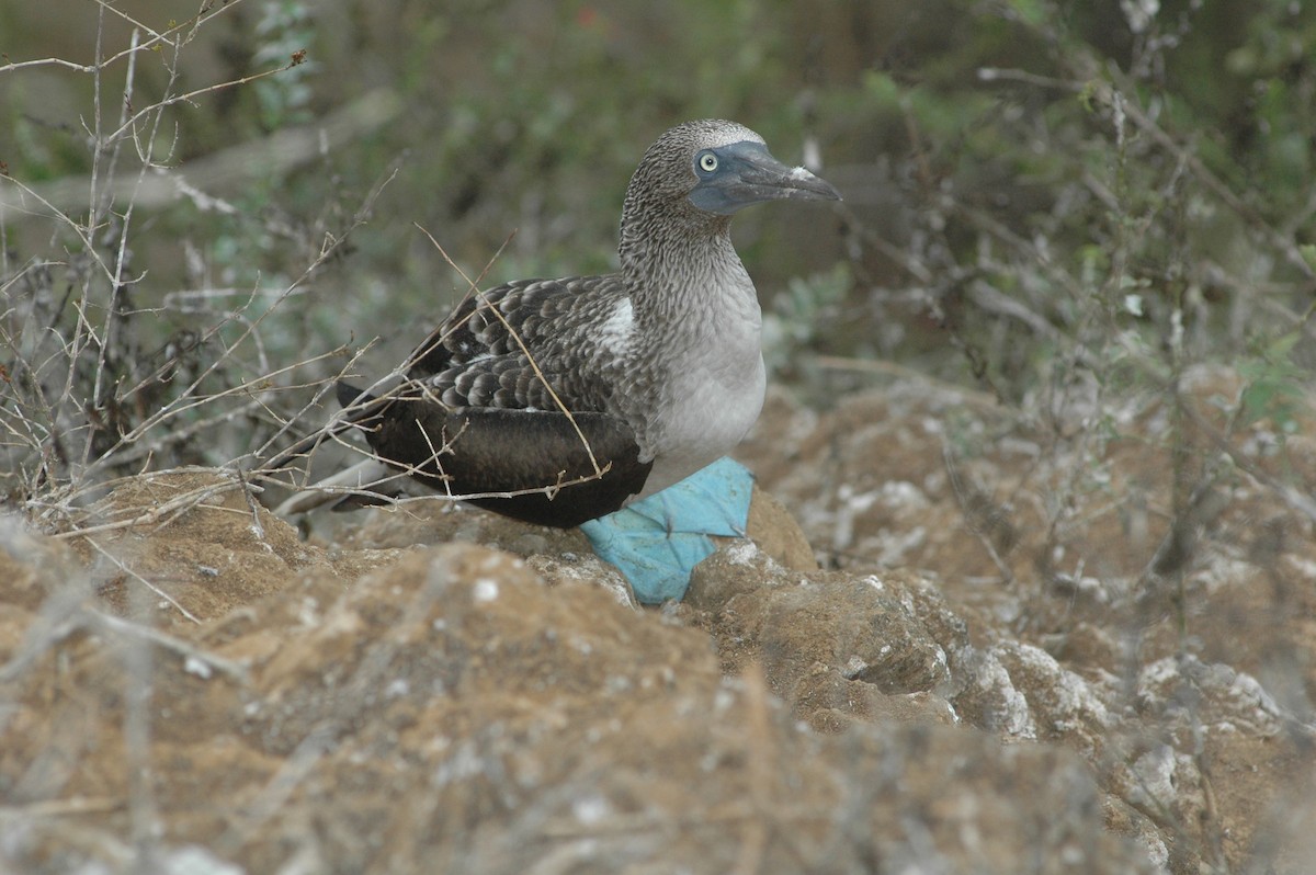 Blue-footed Booby - ML617730086