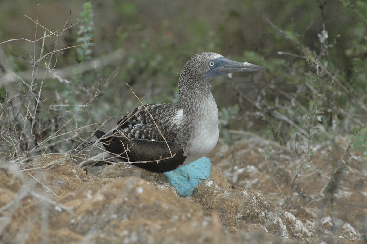 Blue-footed Booby - ML617730087